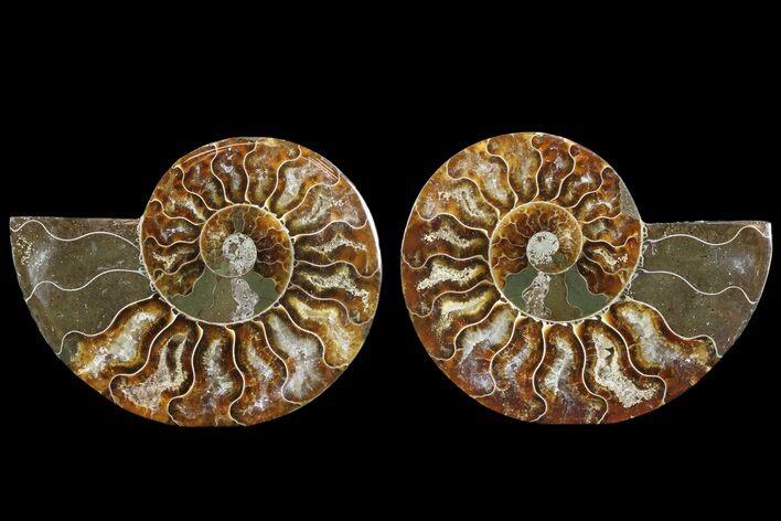 Cut & Polished Ammonite Fossil - Agatized #78366